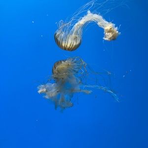 Meet your Posher, Addie